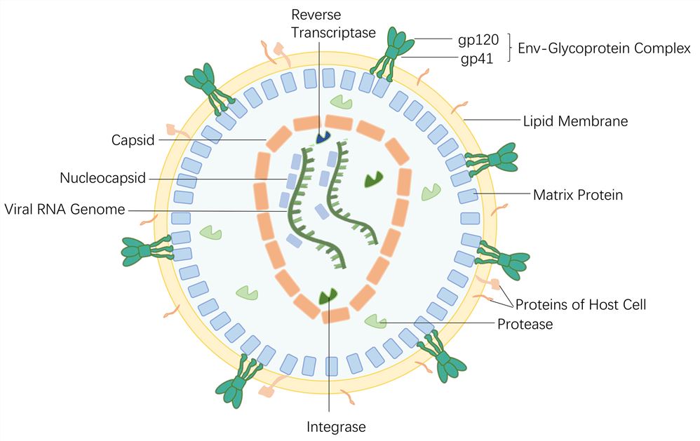 Virion of HIV – Creative Biolabs