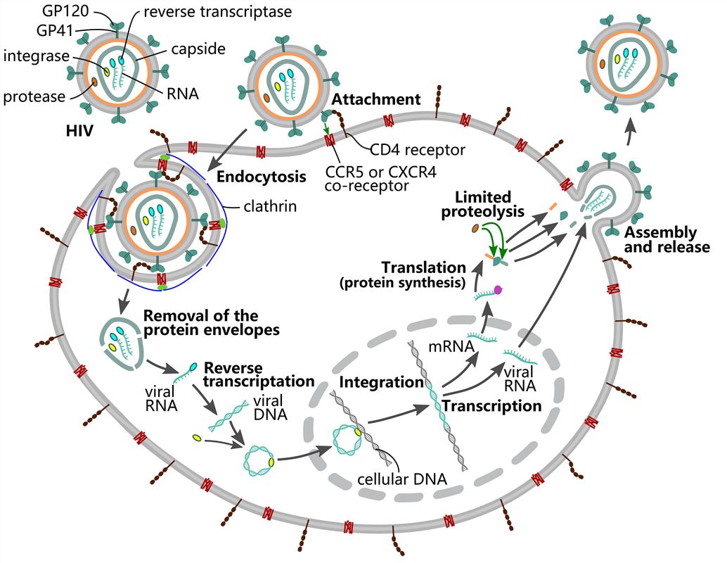 Replication cycle of HIV.