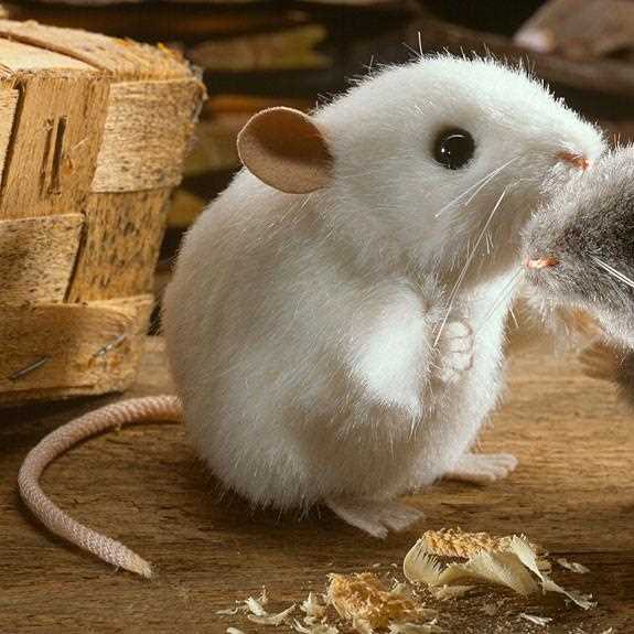Laboratory mice - Creative Biolabs