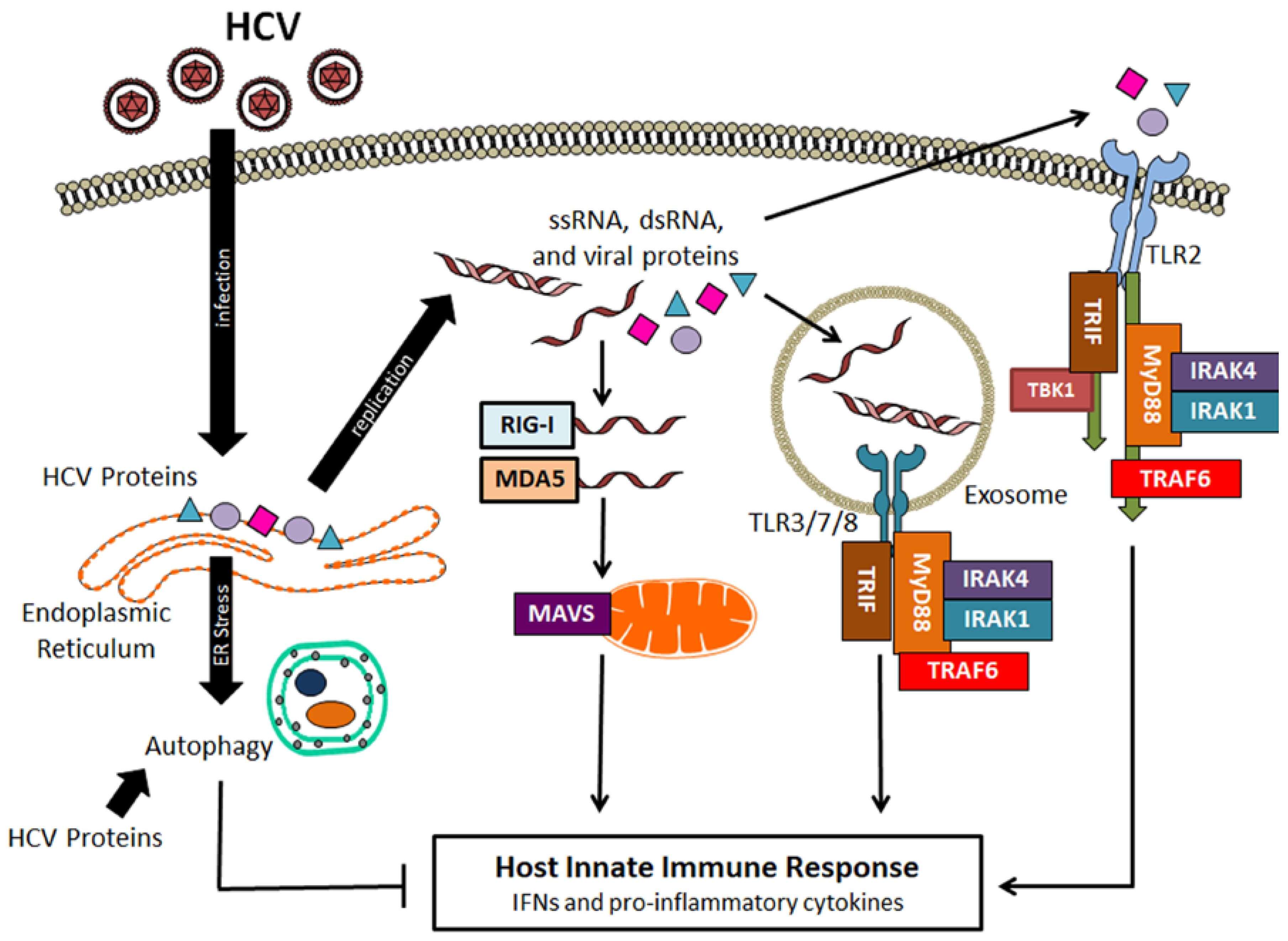 The host innate immune response for the infection of Hepatitis C Virus.