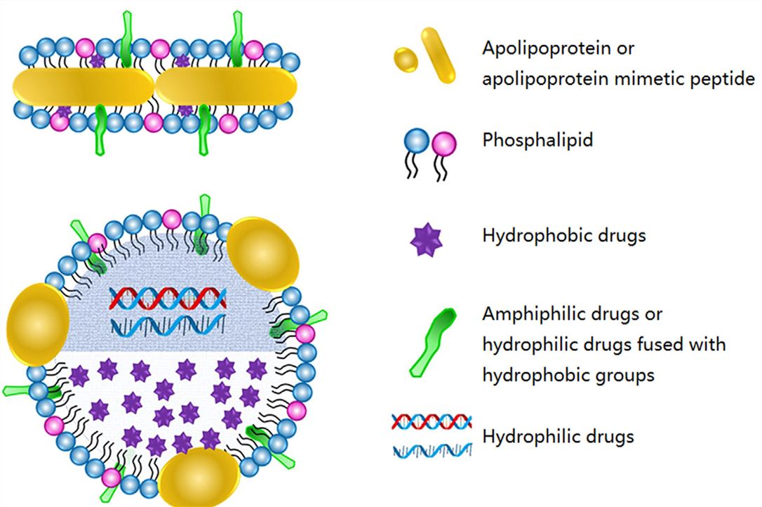 Schematic of discoidal and spherical rHDL as drug delivery systems.