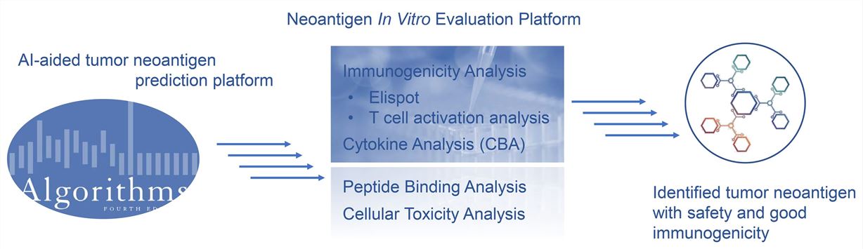 High-efficient Neoantigen In Vitro Evaluation Platform