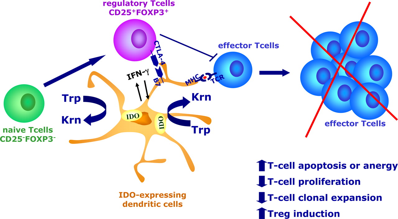 IDO-mediated tryptophan degradation by DCs results in multiple effects, including inhibition of T-cell proliferation, increased T-cell apoptosis, and de novo formation of Tregs.