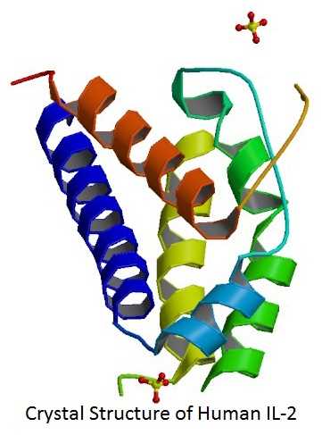 Crystal Structure of Human IL-2