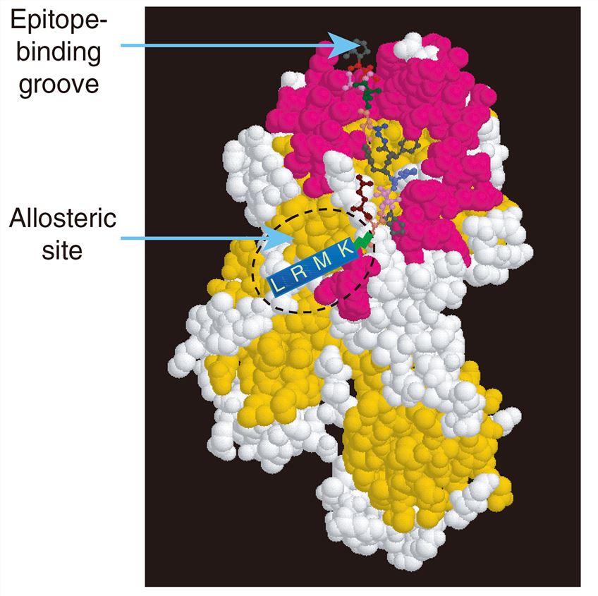 Diagram of the relationship of the epitope binding groove and allosteric site on MHC class II molecules.