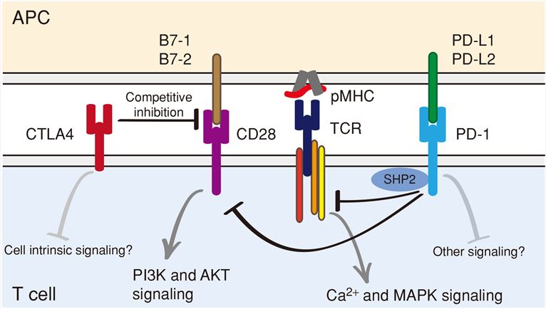 Molecular mechanisms of CTLA4 and PD-1 attenuation of T-cell activation.