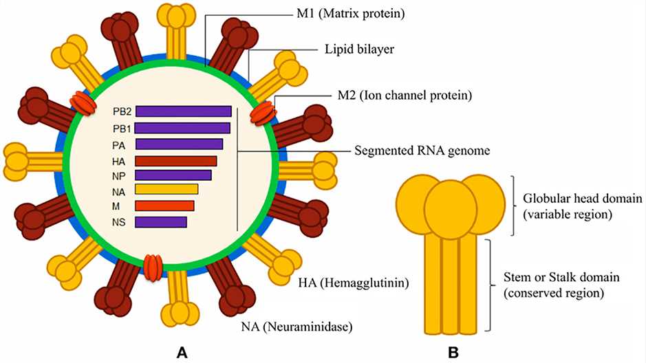 Schematic diagrams of influenza A virus and surface hemagglutinin protein.