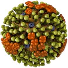Influenza B Virus – Creative Biolabs