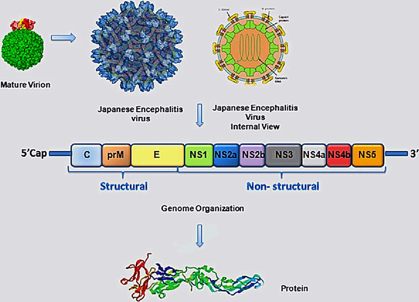 The Structure of Japanese Encephalitis Virus 