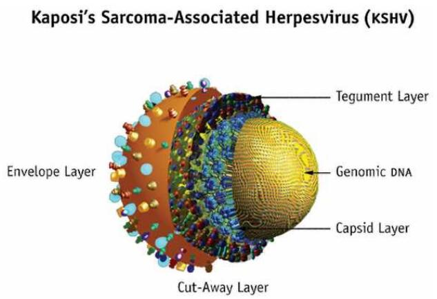 Illustration of the Kaposi’s Sarcoma-Associated Herpesvirus and its structural elements.