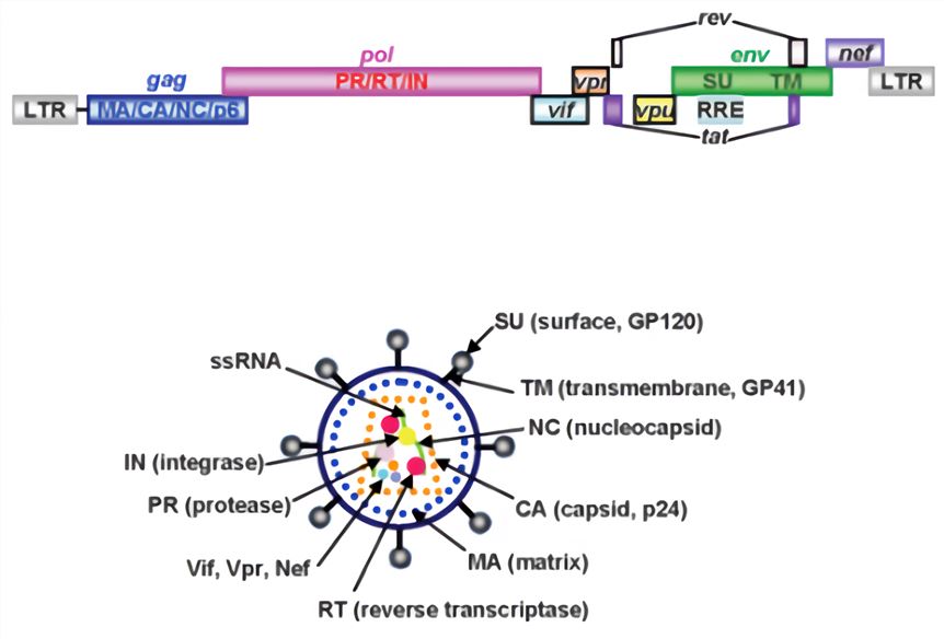 Schematic representation of the HIV-1 viral genome and HIV-1 virion structure. Above: The viral genome encodes three structural (i.e. gag, pol and env), regulatory (i.e. rev and tat) and accessory (i.e. vif, vpr, vpu, and nef) genes flanked by LTRs. The Gag precursor includes MA, capsid protein (CA), nucleocapsid protein (NC) and p6. The Gag-Pol precursor protein encodes three essential replication enzymes: RT, IN, and PR. The glycoprotein gp160 is cleaved by PR to produce viral SU and TM domains. Bottom: Two single-stranded viral RNAs, RT, IN, PR and CA as well as accessory proteins are surrounded by CA. Inner viral membrane and outer viral membranes are coated with MA and Env respectively.