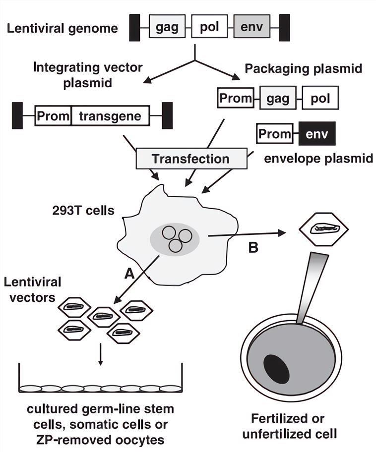 The production of lentiviral vector. Typically, three plasmids (or more) are transfected into cell lines (293T cells) to generate viral vectors, which are collected in the supernatant by infection (A) or by direct injection (B) for in vitro transgenic applications. Prom, virus or cell promoter; ZP, zona pellucida.