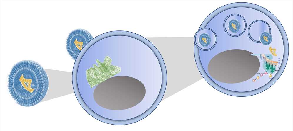 Schematic of Linads™.