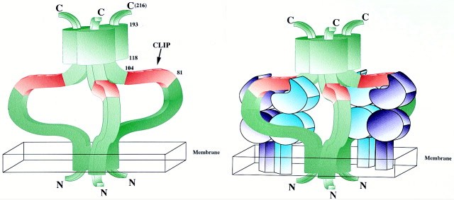 Models of the Ii Chain Trimer and the MHC Class II–Ii Chain Complex
