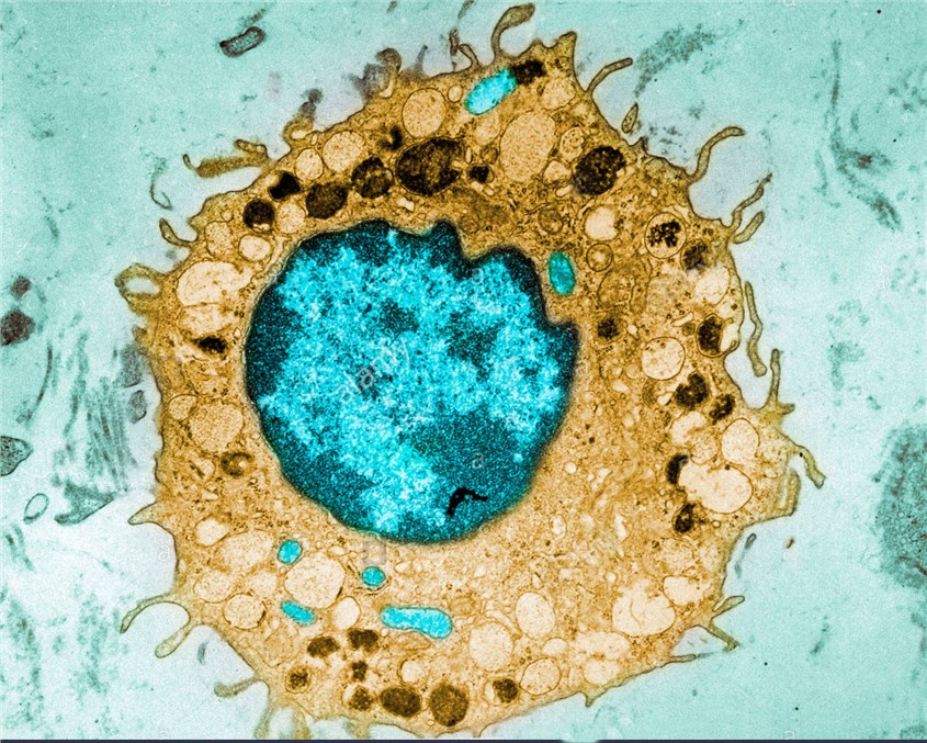 Mammalian cell – Creative Biolabs