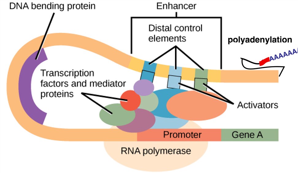 Mammalian Cell Expression System for Vaccine Production Creative Biolabs