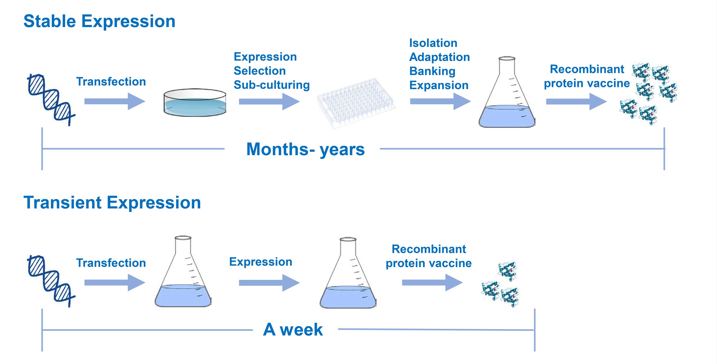 Mammalian Cell Expression System for Vaccine Production - Creative Biolabs