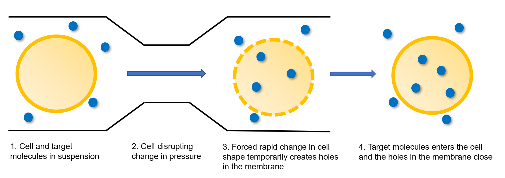 Schematic of the Microfluidic Cell-squeezing Device – Creative Biolabs