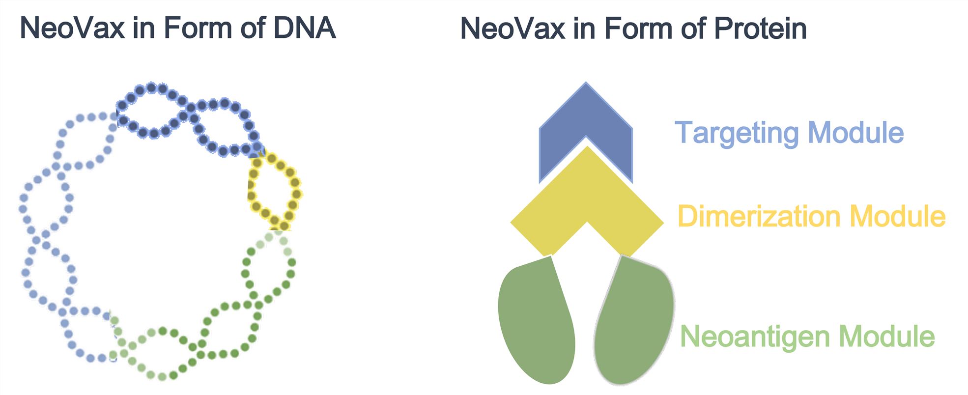 Modular NeoVax Platform for Cancer Vaccine