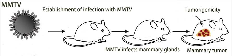 A brief introduction for the role of MMTV in mammary tumor in mice. – Creative Biolabs