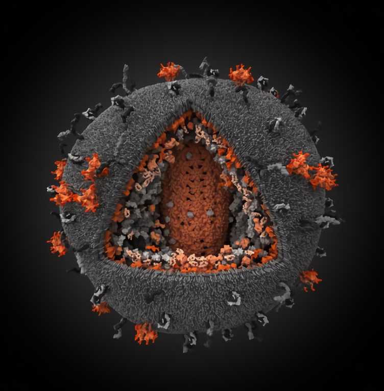 Murine Leukemia Virus Vaccine - Creative Biolabs