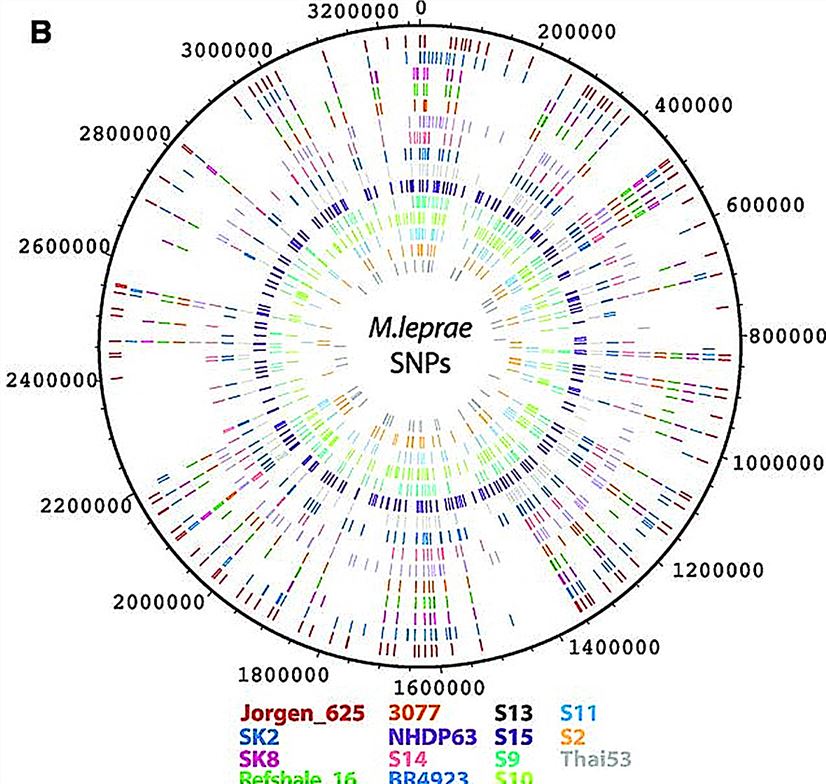 The Genome-wide Analyse of Mycobacterium leprae