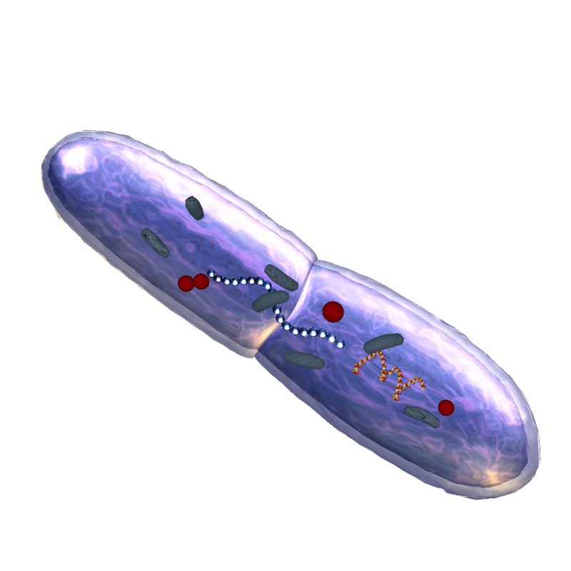 Mycobacterium leprae - Creative Biolabs