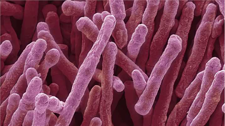 Mycobacterium smegmatis as Vaccine-vectors– Creative Biolabs