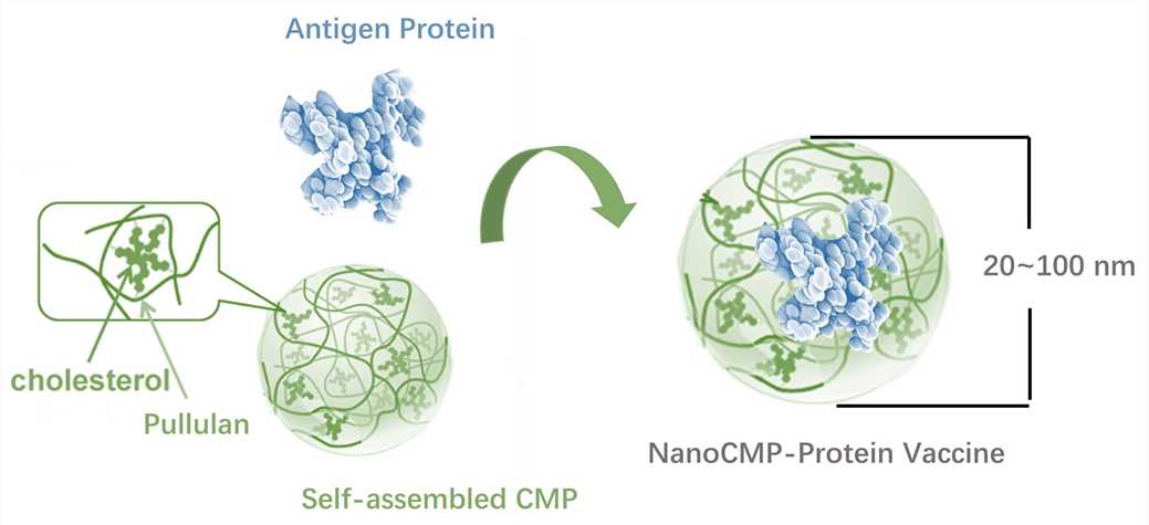 Schematic diagram of NanoCMP™.