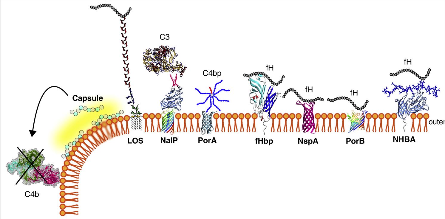 Schematic illustration of Neisseria meningitidis outer membrane proteins interacting with complement components