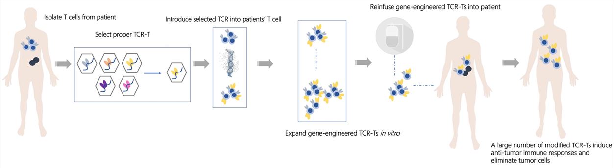Flow of T cell transfer therapy with tumor neoantigen-specific TCR based on SpecificallyNeoTCR-T platform. - Creative Biolabs