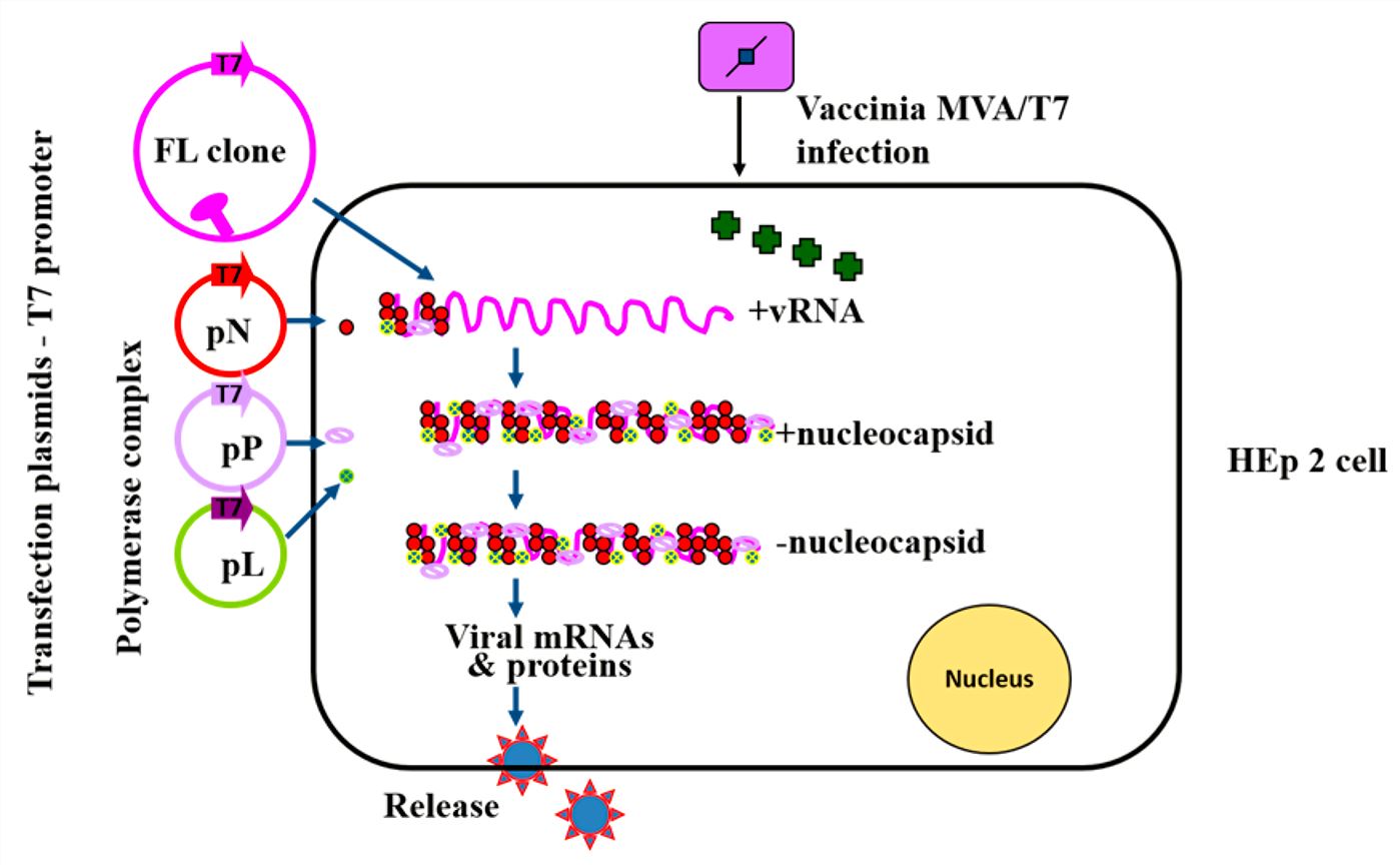 Plasmid-based recovery of recombinant NDV. HEp-2 cells are cotransfected with the antigenome plasmid and expression plasmids encoding the N, P and L proteins of NDV. The T7 RNA polymerase is provided by the recombinant vaccinia MVA/T7 strain.