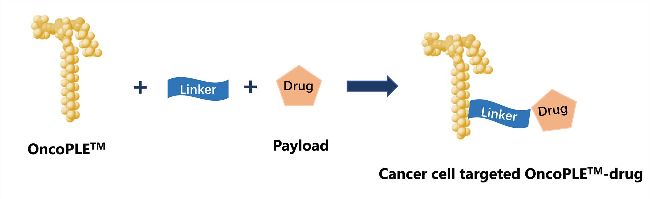 Schematic diagram of OncoPLE™.