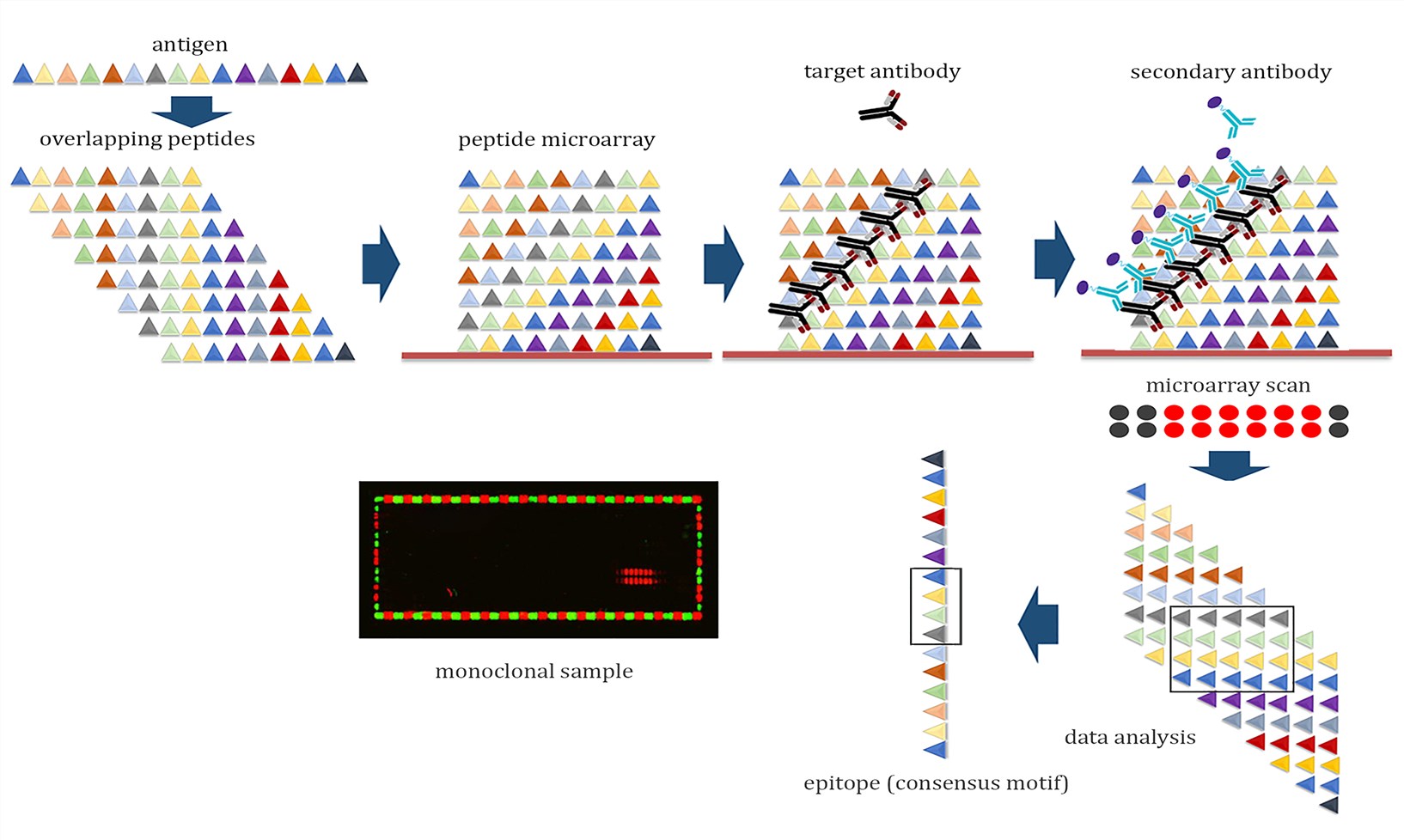 Schematic for epitope mapping using peptide microarray. – Creative Biolabs