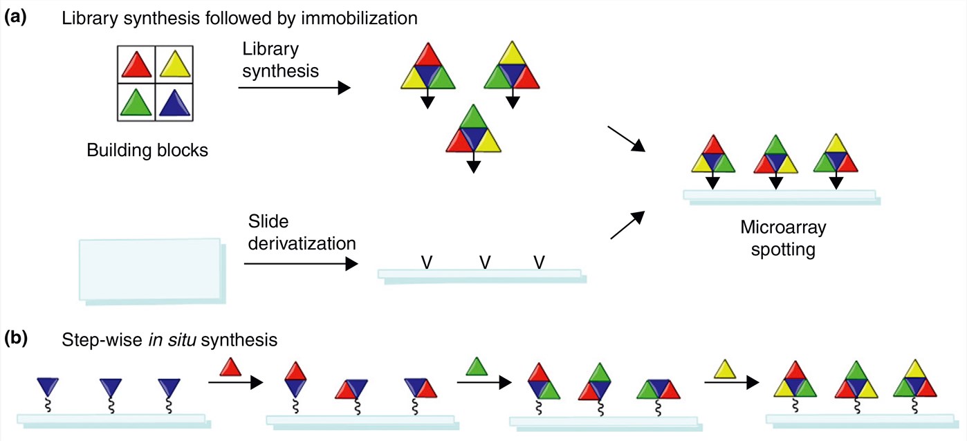 Strategies for the fabrication of peptide and small molecule microarrays.