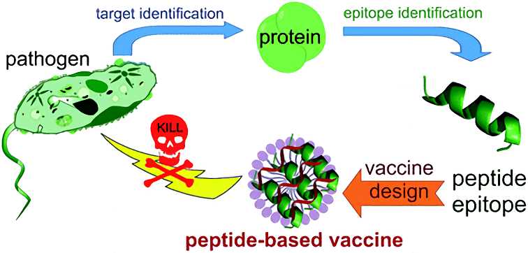 Peptide or Protein Based Vaccines - Creative Biolabs
