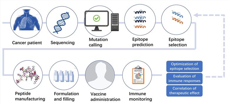 Workflow of the personalized neoantigen peptide vaccine. – Creative Biolabs