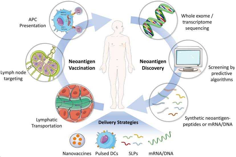 Schematic illustration of the process of neoantigen discovery, vaccine manufacturing and formulation, and vaccination in patients.