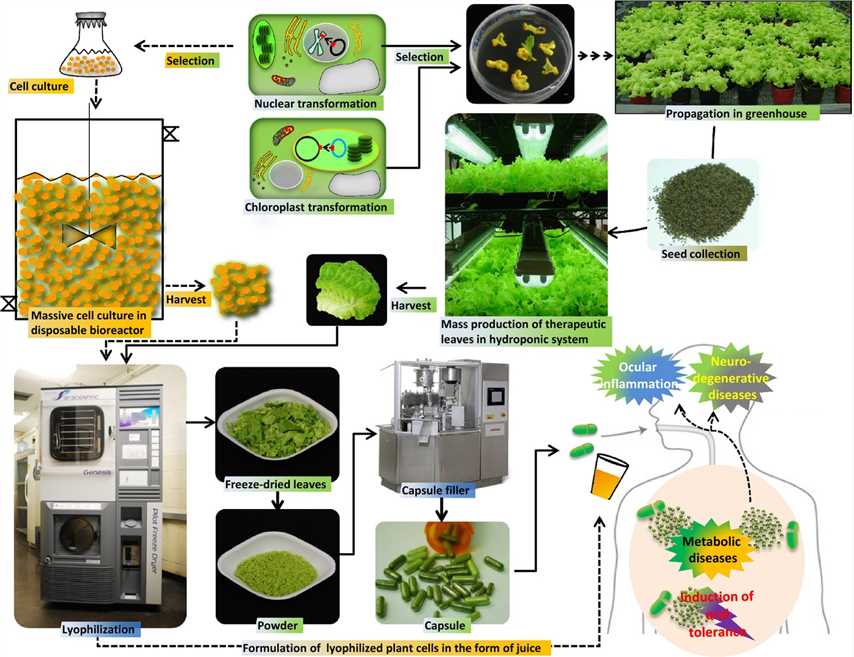 Oral Delivery System Bioencapsulated in Plant Cells Creative Biolabs