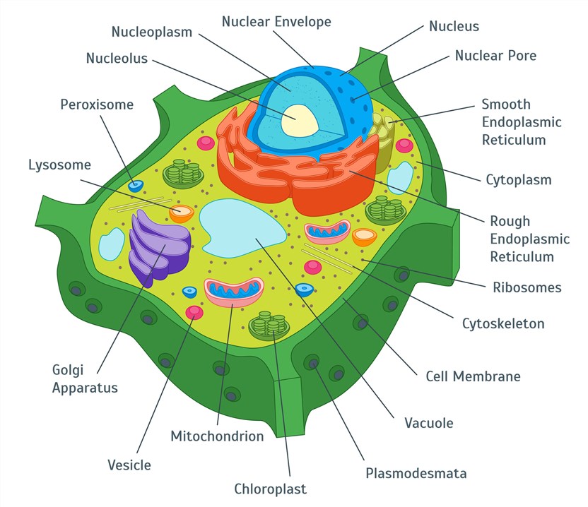Plant cell – Creative Biolabs