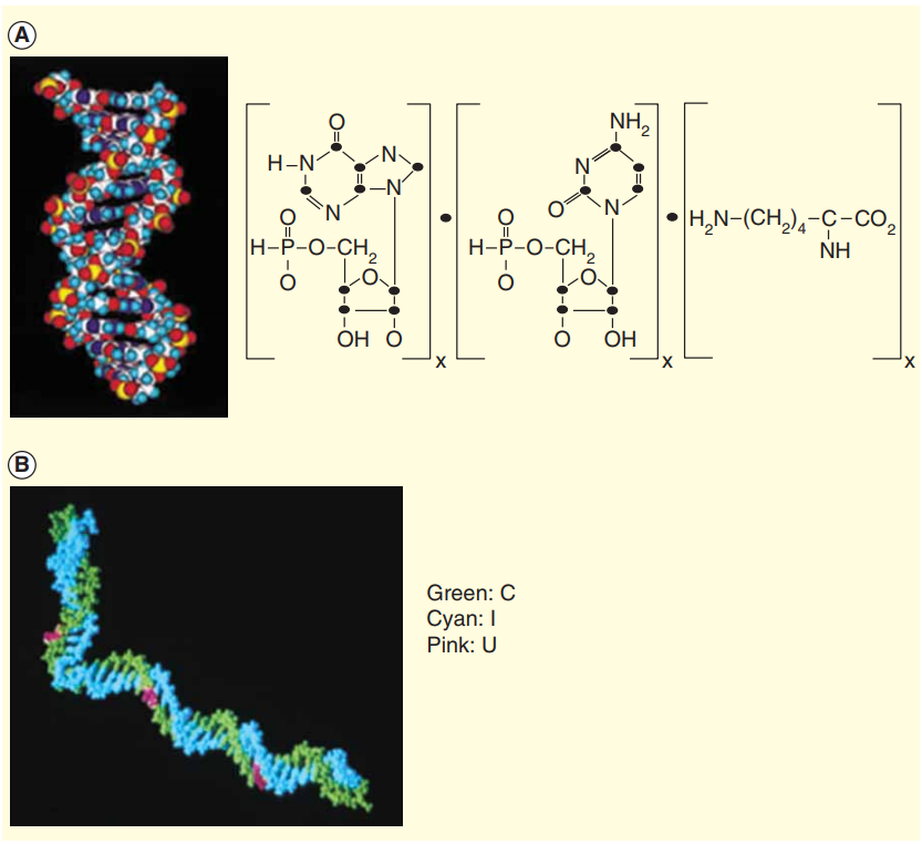 Structure of poly-IC derivatives. Structure of (A) poly-ICLC and (B) poly-IC12U.