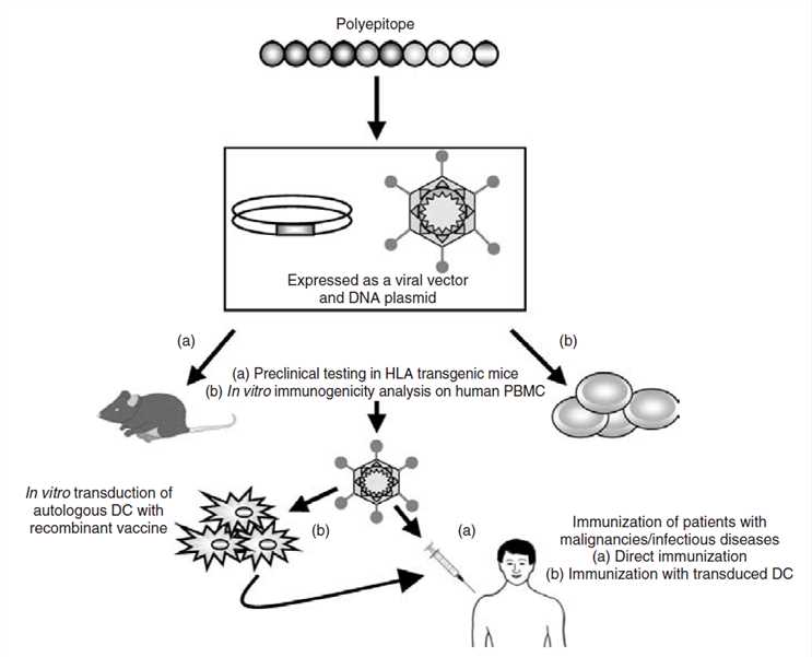Preclinical and clinical development of polyepitope vaccine technology