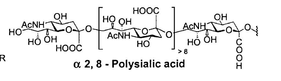 Structures of polysialic acid antigens