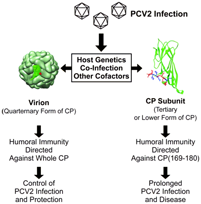 The structural form of immunogen recognized by the host and relationship to outcome following PCV-2 infection.