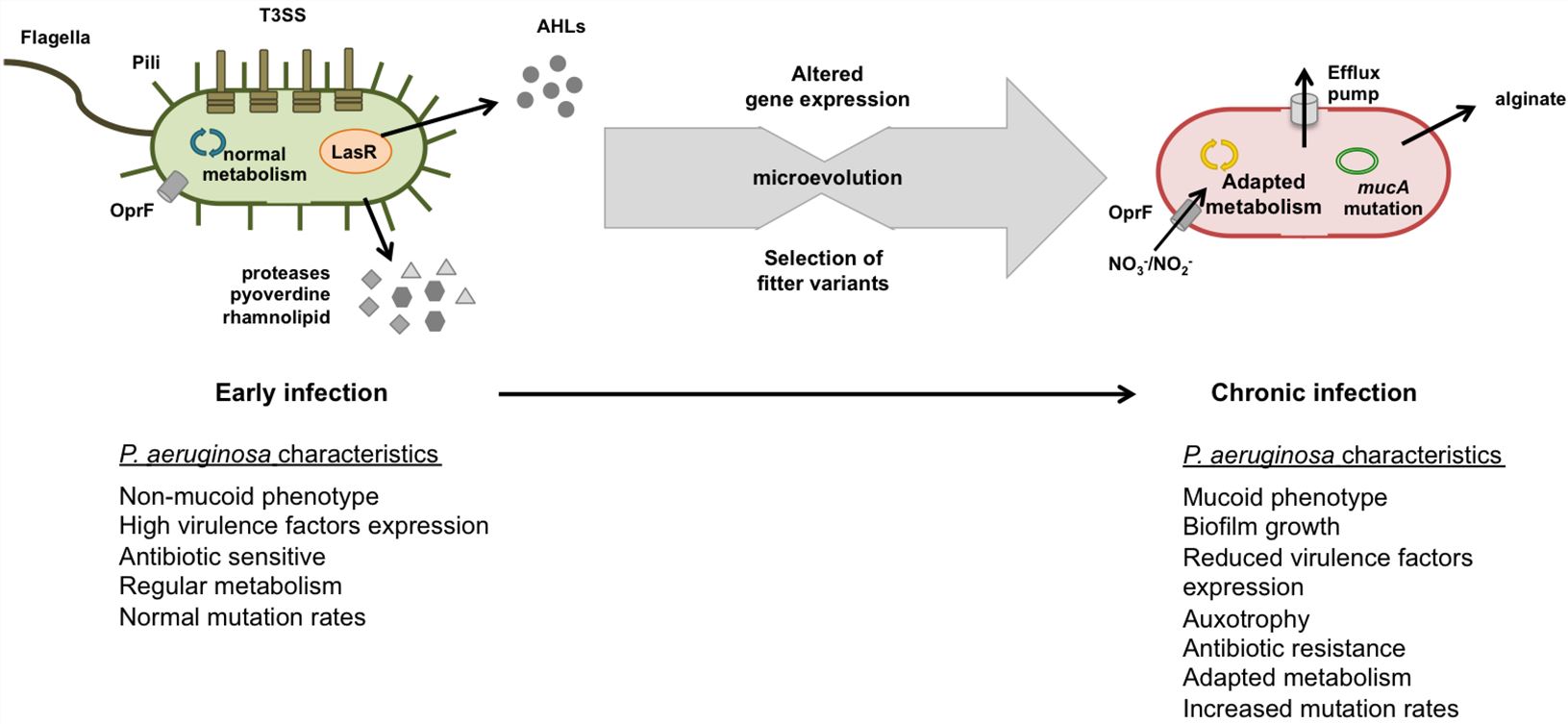 Fig. 1 P. aeruginosa Microevolution in CF Airways Throughout Infection. (Sousa, Ana Margarida & Maria Olívia Pereira, 2014) (OA Literature)