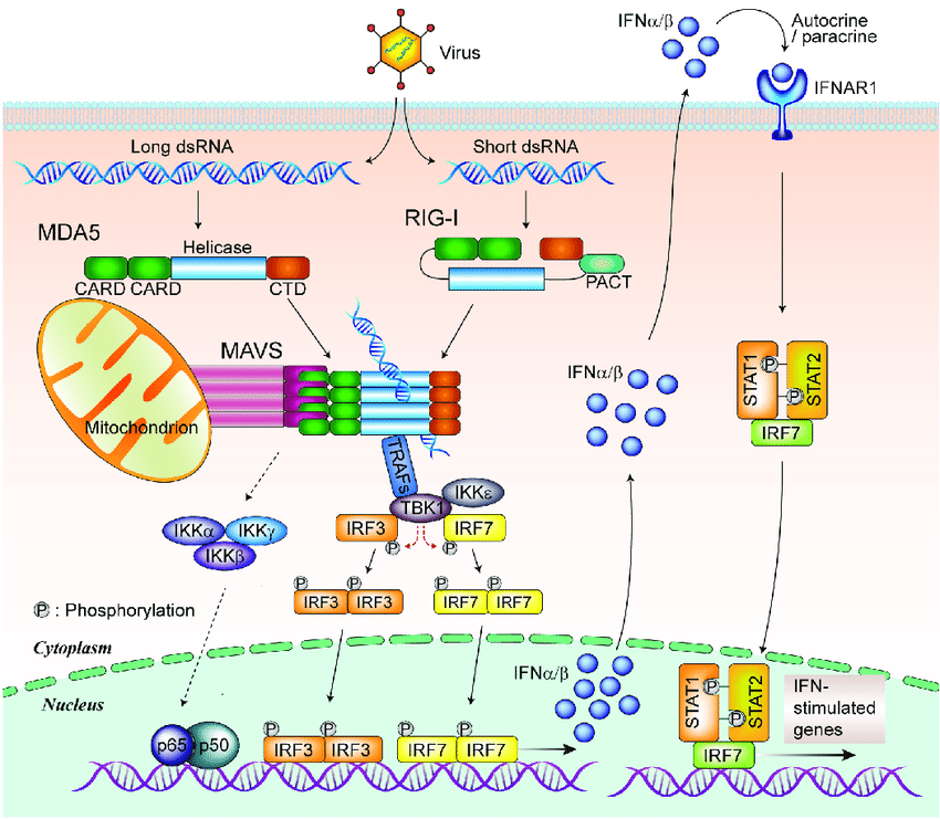 Overview of RLRs signaling pathway.