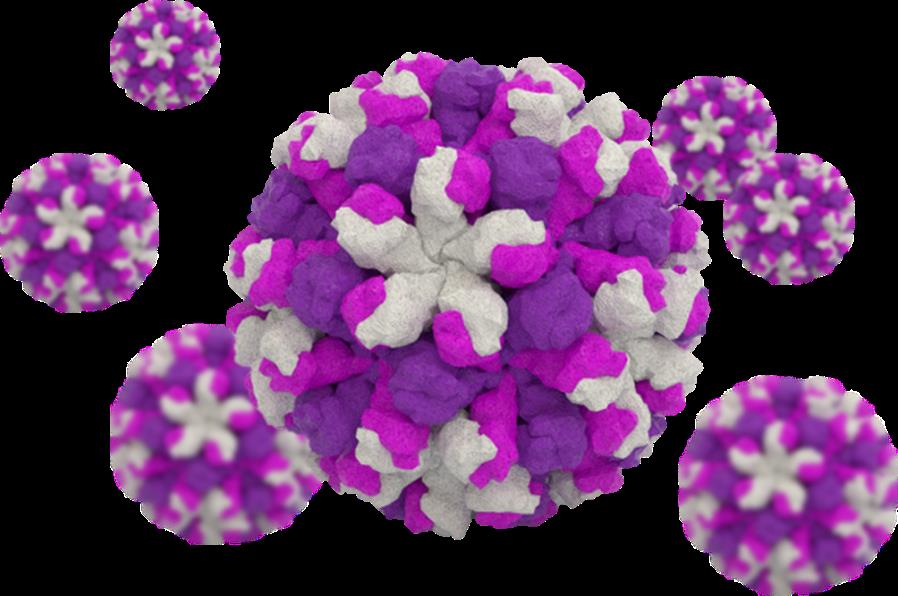 Rabbit Hemorrhagic Disease Virus Vaccine - Creative Biolabs
