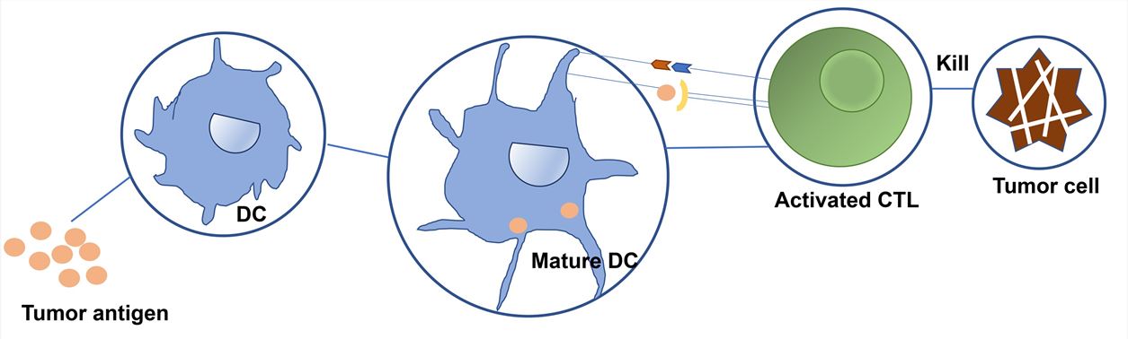 Brief schematic of CTL activation and killing of tumor cells. – Creative Biolabs