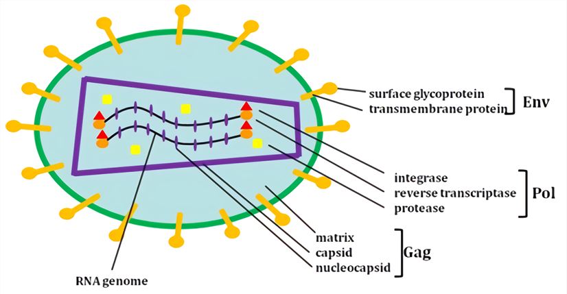 The structure of retrovirus. - Creative Biolabs