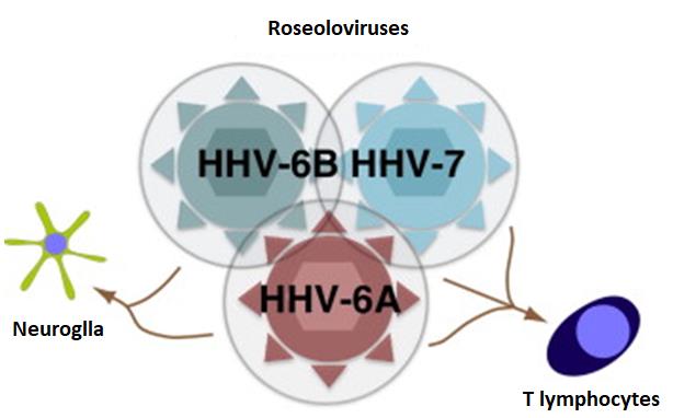 Roseoloviruses-host interactions.
